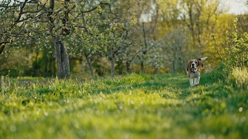 Cute Beagle Running in Garden Fresh Spring Grass Beautiful Dog on Walk Nature