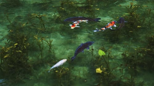 Estanque de koi en Seki, Gifu, Japón. Se llama Monet's Pond debido a su apariencia similar a la pintura