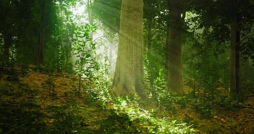 Majestic Sunrays Piercing Through a Lush Forest in Early Morning Light