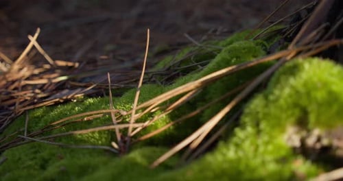 Green mossy forest floor with fallen spikes from conifer tree, dolly backward