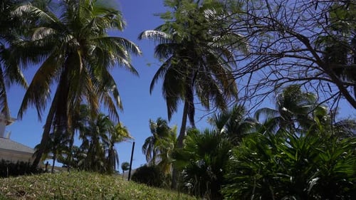 Many palm leaves sway in the wind, creating a calm view perfect for meditation