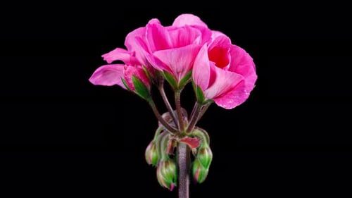 Pink Pelargonium Flowers Blooming in Time Lapse on a Green Leaves Background. Beautiful Neon