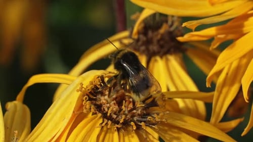 Fuzzy Bumblebee on Bright Yellow Flower Close Up