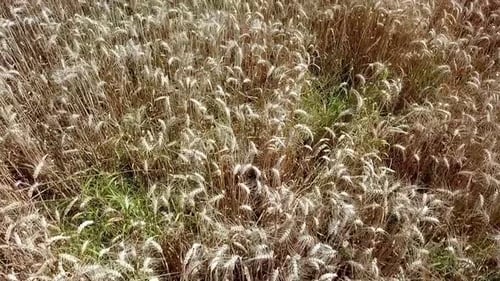Rye Field Aerial Shot. Drone Flying Low Over Ears Of Rye. Aerial View Of Golden Rye. Summer 2019, Po