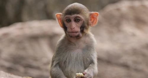 Macaques in nature. Macaques constitute a genus (Macaca) of gregarious monkeys