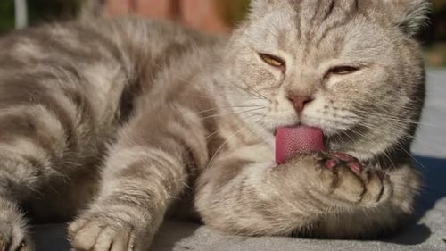 Scottish Fold Cat Washes on the Street Cleans Its Dirty Fur Closeup Footage