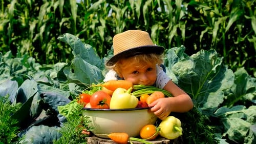 Child with Vegetables in the Garden Selective Focus