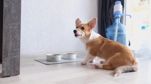 Cute Corgi Dog Sits near Bowls and Barks