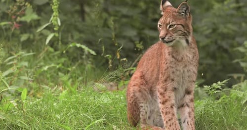 The Eurasian lynx (Lynx lynx) in the forest.