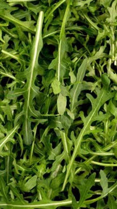 Fresh Organic Arugula Leaves As Healthy Lifestyle and Vegan and Vegetarian Nutrition Background
