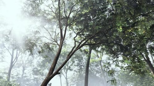 The Sun Shines Through the Trees in the Forest