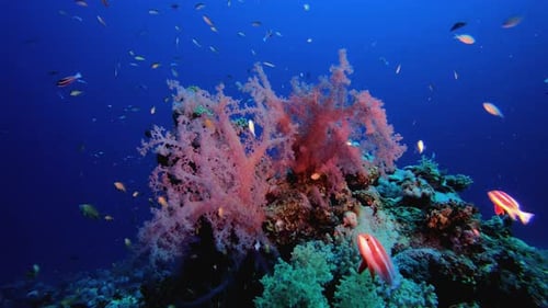 Coral Reef and Fish in Deep Blue Sea