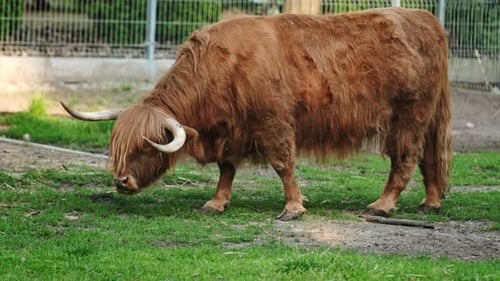 Domestic Yak on the Farm