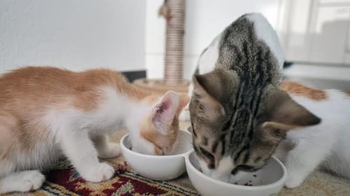 Close up shot of cat family eating food from bowl indoors in living room