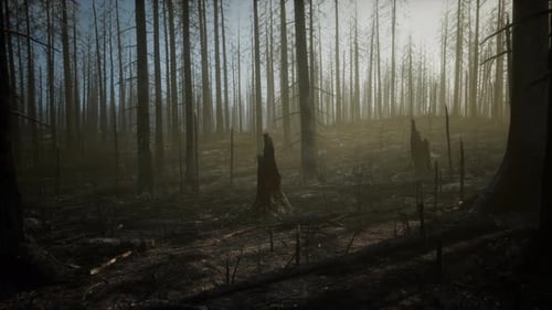Smoke in Forest Caused By Deforestation
