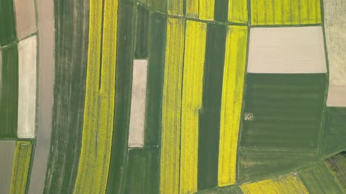 Top View Of Farmland With Yellow Rapeseed Fields
