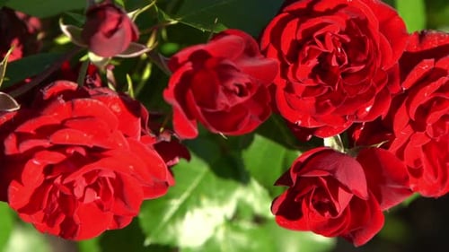 Red Roses Bush in the Garden Rosebud Summer Flower Petals Rose in Nature Branch and Leaves