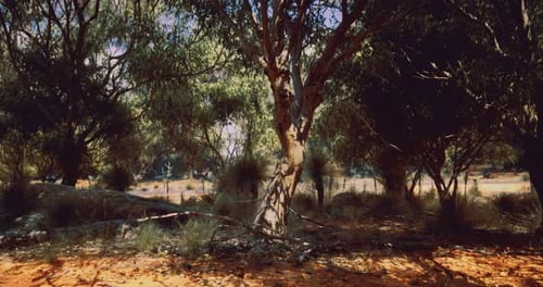 Walking Through Realistic Eucalyptus Forest Trees