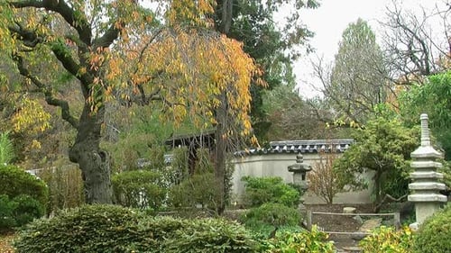 Japanese garden in autumn with weeping cherry tree (prunus pendula) dropping leaves.