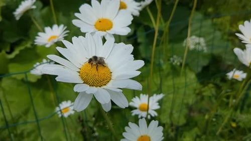 Bee pollinating daisy flower and flying away, summer nature detail, close up