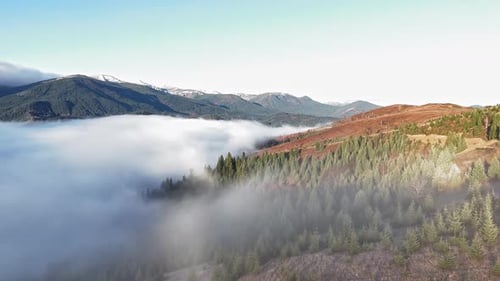 Aerial View of the Green Pine Forest on the Hills Covered with Morning Fog Scenic Mountain Landscape