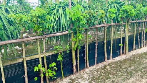 Lush Green Farm with Rows of Trees
