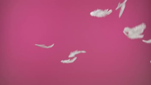 Plumas blancas flotando elegantemente sobre un fondo rosa