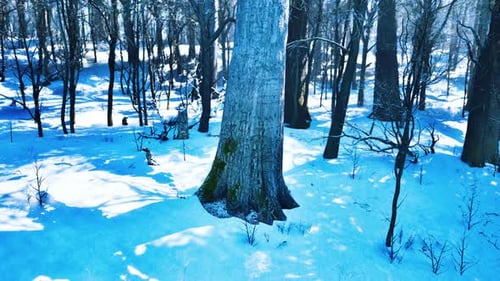 Winter Forest Landscape with Sunlit Snow