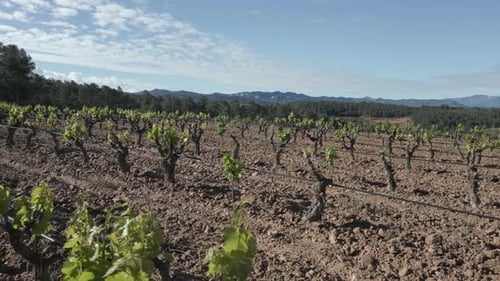 Vineyards growing in priorat, catalonia, spain, showing wine culture