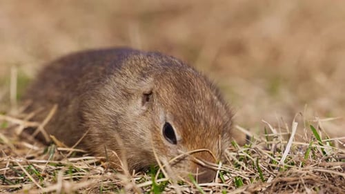 Funny Gopher Eating Fresh Grass Little Ground Squirrel or Little Suslik Spermophilus Pygmaeus is a