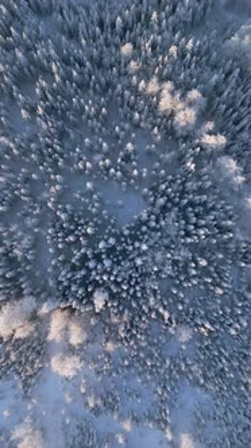 Snowy Frozen Winter Forest Landscape From High