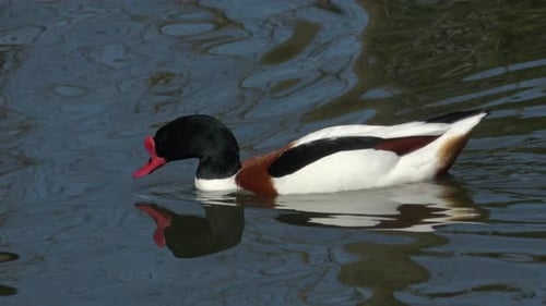 Ente im Wasser.