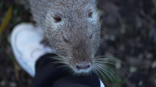 Nutria curiosa explorando um novo ambiente Uma visão envolvente de cima para baixo de uma Nutria com uma focada