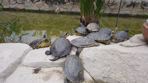 Mehrere Schildkröten sonnen sich auf Felsen in der Nähe eines Teiches und genießen einen ruhigen Moment in der Natur