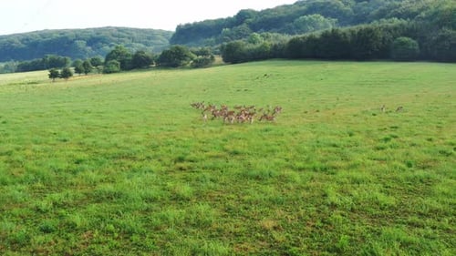Flying to the Herd of Deers on the green Meadow near the forest. Group of Wild animals with brown fu