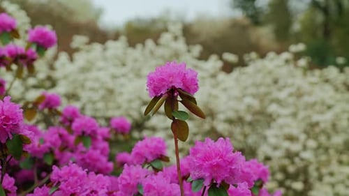 Pink blossoms of Carolina rhododendron fill frame with soft spring garden light