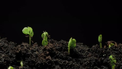 Small plants growing up in dirt under ground time lapse 4k footage.