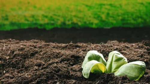 La plante sort du sol au Ralenti