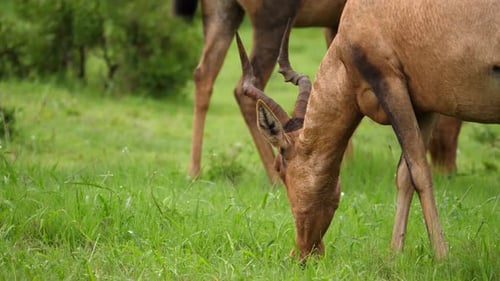 Medium CloseUp: Red Hartebeest eat vivid green grass after hard rain