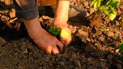 A Woman Plants Seedlings in the Garden Selective Focus