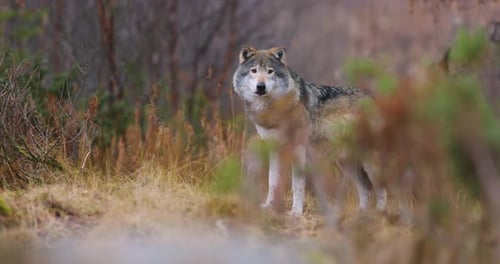 Wild Male Wolf Standing Between Bushes in the Forest