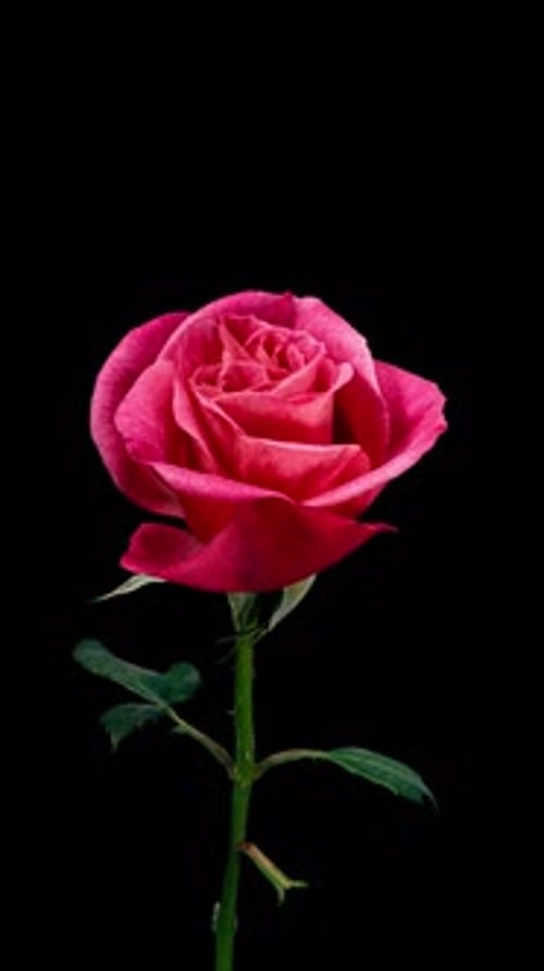 Pink Rose Plant Blooming Flower in Time Lapse on a Black Background. Single Red Flower Opens Bud