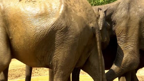 Elephant herd using water on road to cool themselves