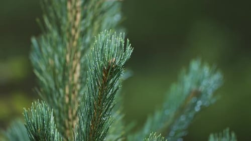 A close-up shot of the young pine tree. Tiny raindrops hang on the needles. Slow-motion, orbit.