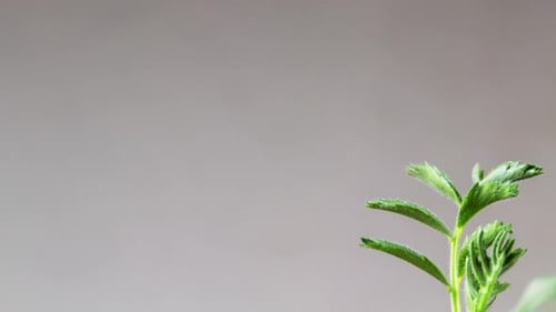 2K - Growing Plant Chickpeas