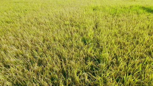 Aerial view high up of summer rice field by flying drone