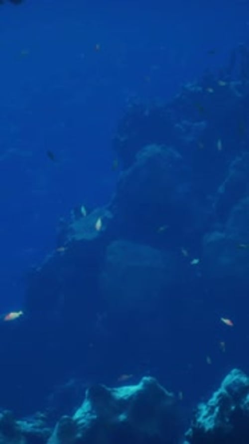 Eine große Gruppe von Fischen, die im Meer schwimmen