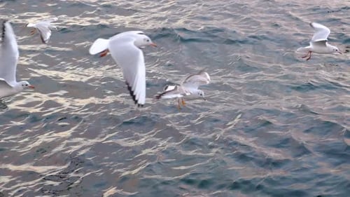 Birds flying above the sea in slow motion
