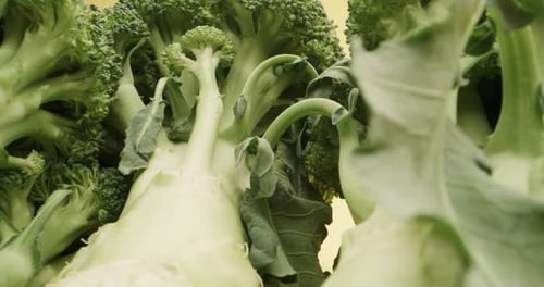 Amazing macro probe shot of fresh green broccoli. Close-up panning