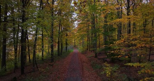 Aerial shot of a walking trail covered with leaves leading through the trees of an autumn forest